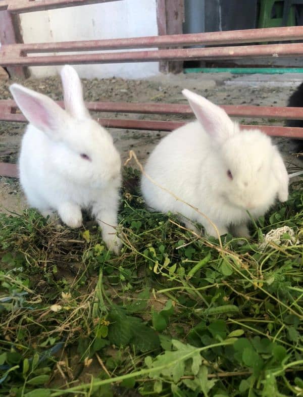 Bunnies Available red eyes white 1