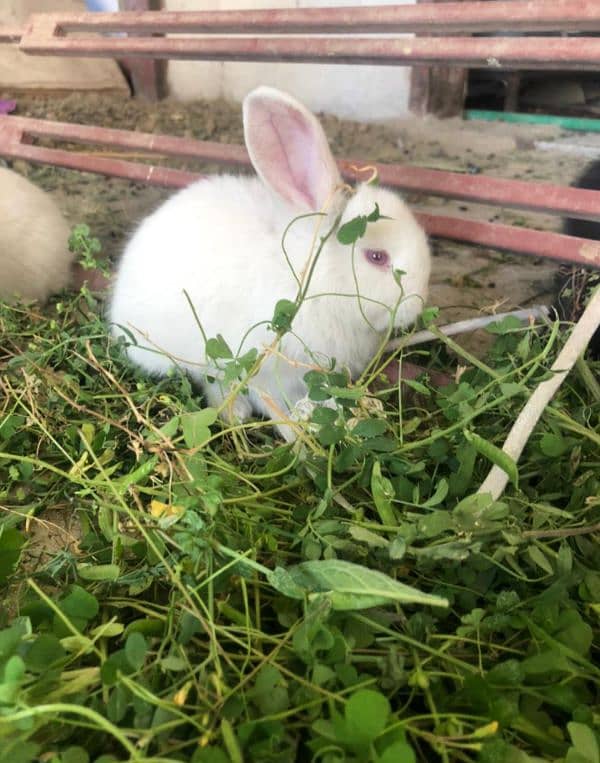 Bunnies Available red eyes white 2