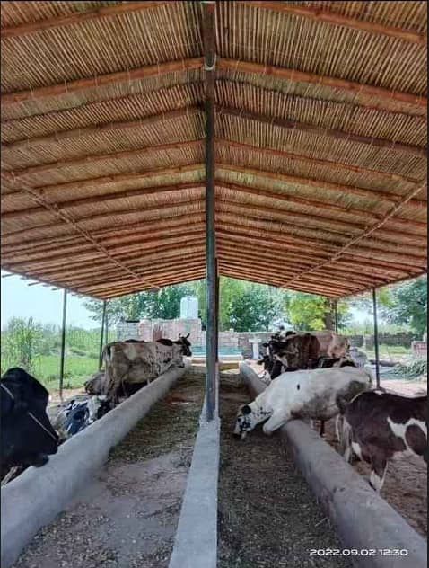 Bamboo Work|Animal Shelter|Parking Shades|Wall Partitions|Jafri shade 6