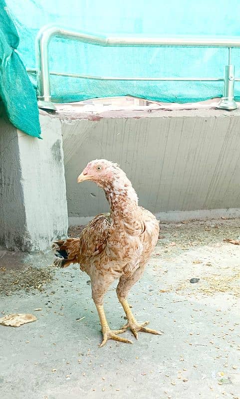 Beautiful Aseel Hen  Egg Laying  young Age 2 Years  Full Healthy 0