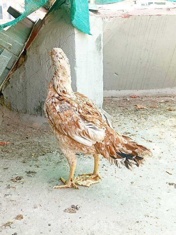 Beautiful Aseel Hen  Egg Laying  young Age 2 Years  Full Healthy 1