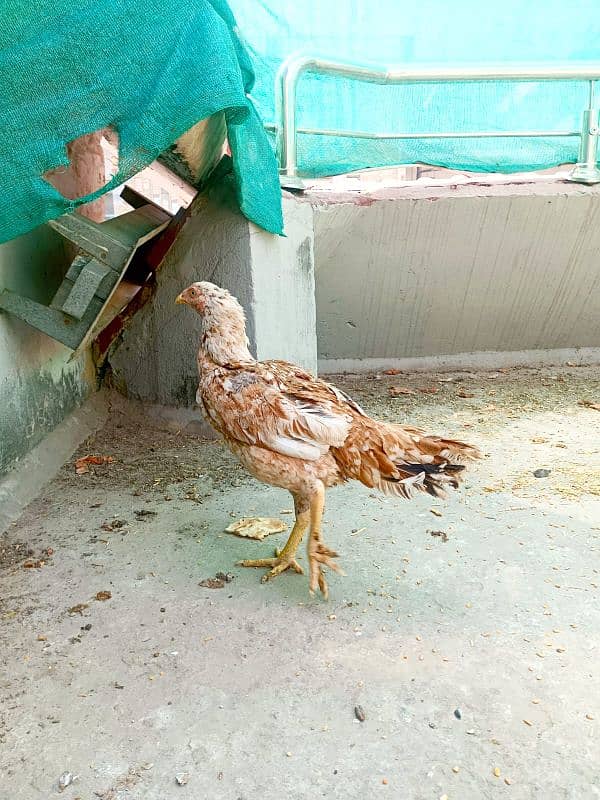Beautiful Aseel Hen  Egg Laying  young Age 2 Years  Full Healthy 3