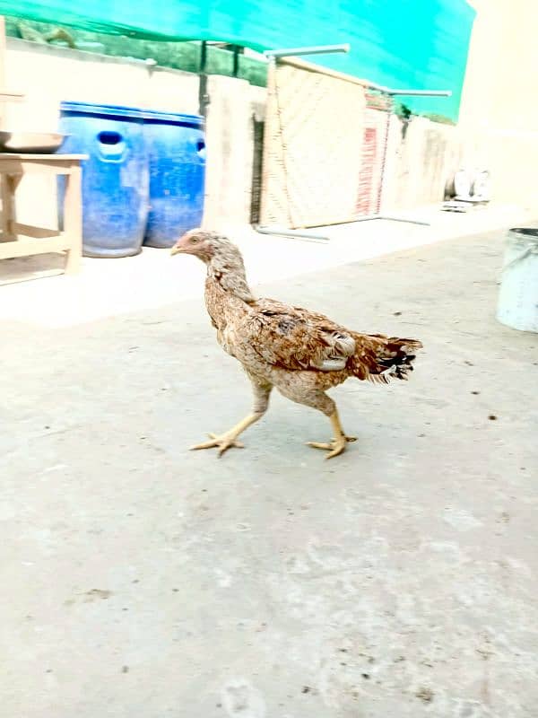 Beautiful Aseel Hen  Egg Laying  young Age 2 Years  Full Healthy 4