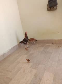 sindhi aseel pair.