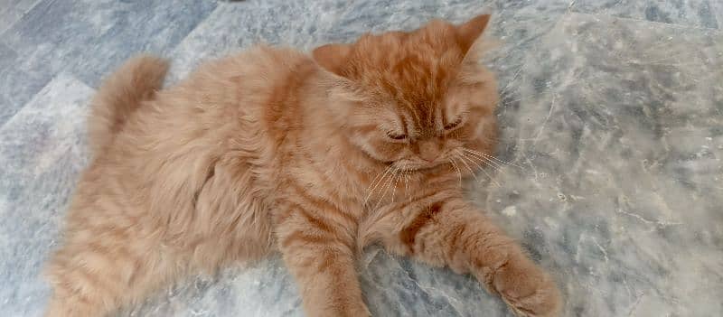 triple coat kitten/ persian cat/cat pair for sale 1
