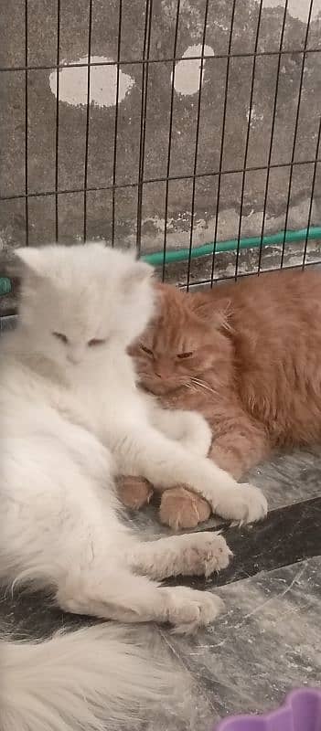 triple coat kitten/ persian cat/cat pair for sale 3