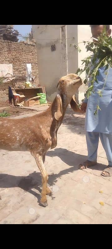 Pure makhi cheeni for Qurbani and Shoq 0