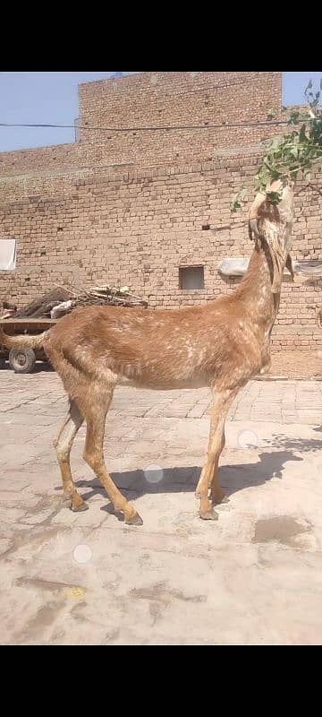 Pure makhi cheeni for Qurbani and Shoq 1