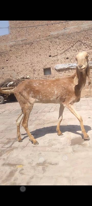 Pure makhi cheeni for Qurbani and Shoq 2