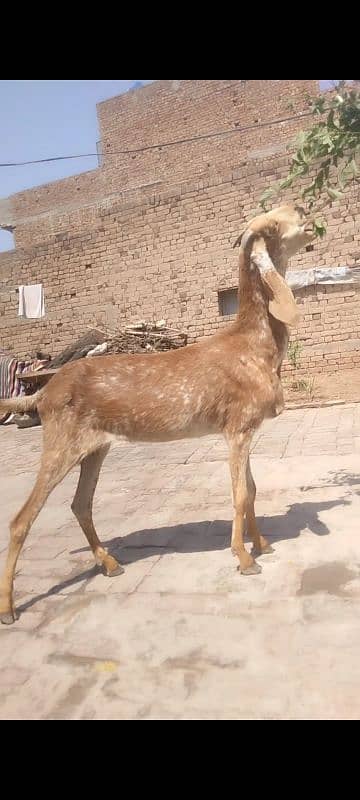Pure makhi cheeni for Qurbani and Shoq 3