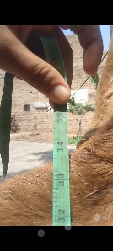 Pure makhi cheeni for Qurbani and Shoq 4