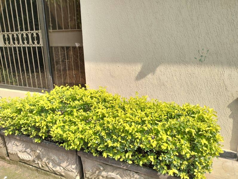Real & Artificial Plants & Pots for Sale 1