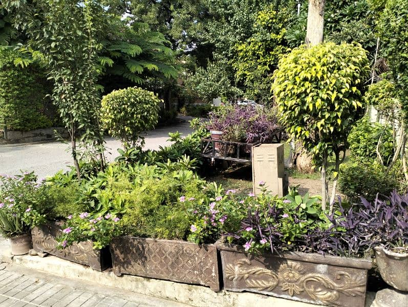 Real & Artificial Plants & Pots for Sale 3