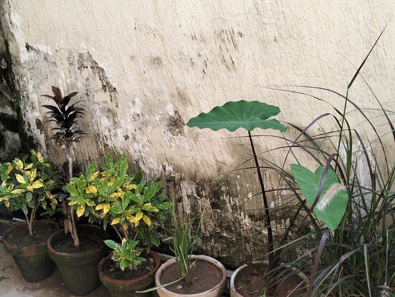 Real & Artificial Plants & Pots for Sale 5