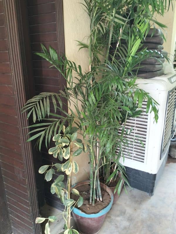 Real & Artificial Plants & Pots for Sale 6