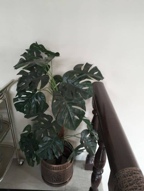 Real & Artificial Plants & Pots for Sale 9