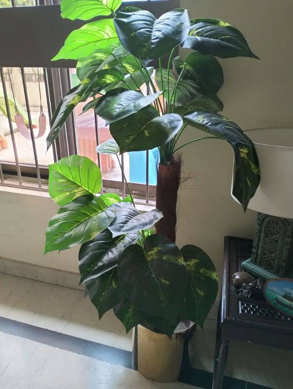 Real & Artificial Plants & Pots for Sale 10