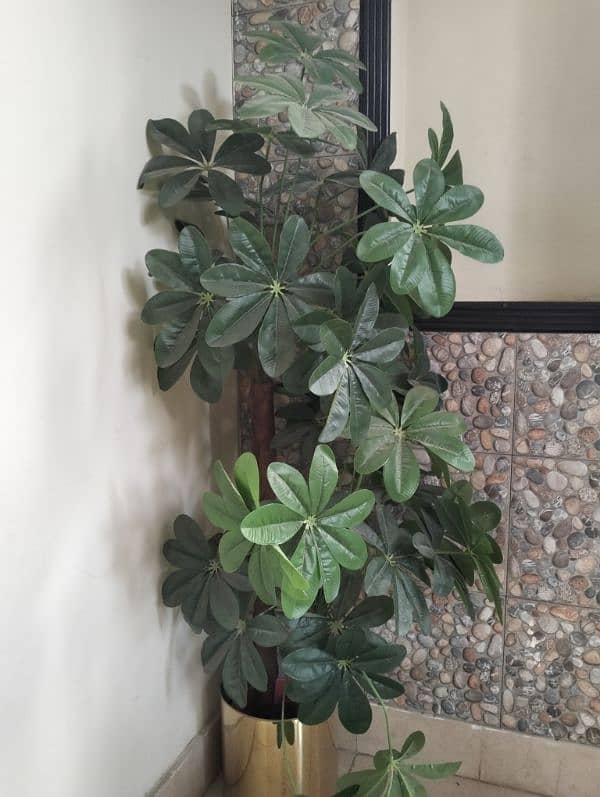 Real & Artificial Plants & Pots for Sale 11