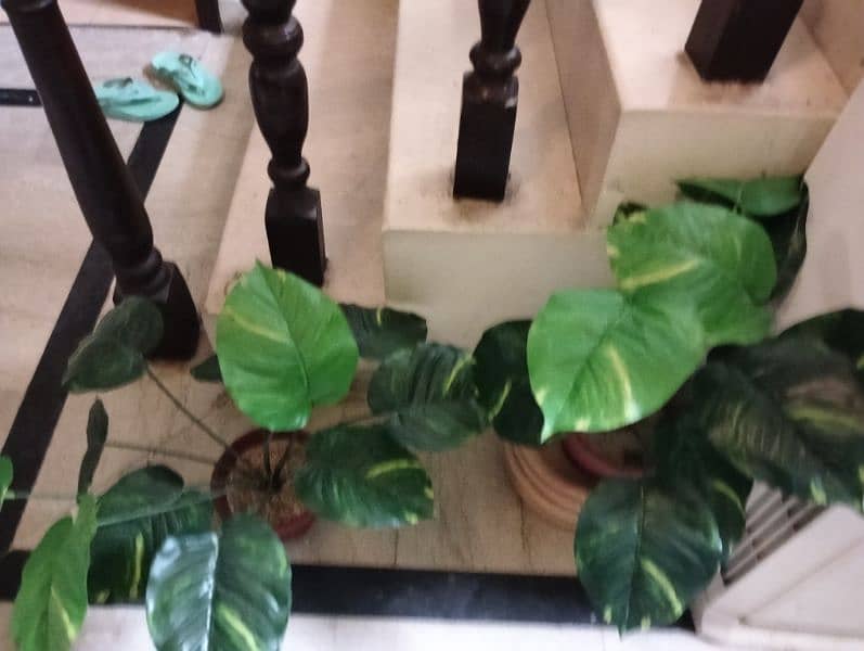Real & Artificial Plants & Pots for Sale 12