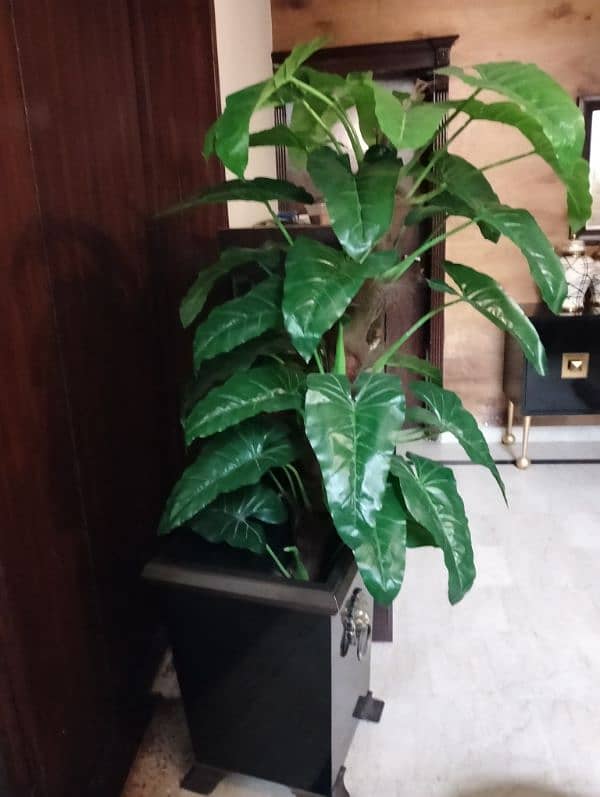 Real & Artificial Plants & Pots for Sale 13