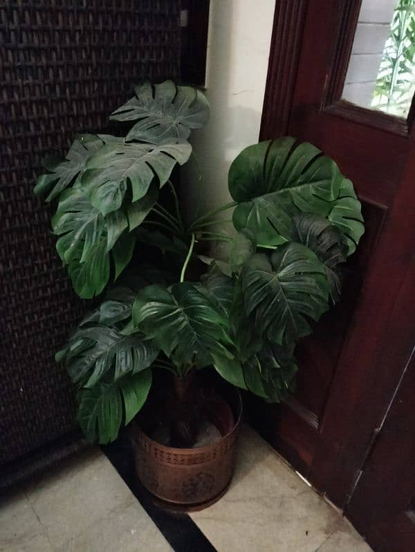 Real & Artificial Plants & Pots for Sale 14