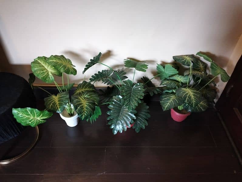 Real & Artificial Plants & Pots for Sale 18