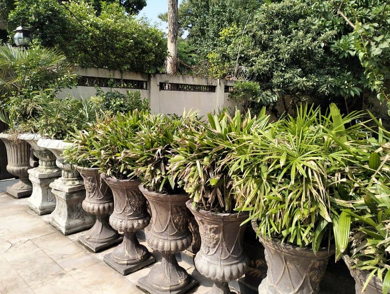 Real & Artificial Plants & Pots for Sale 19