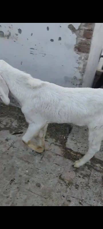 Rajanpuri Bakra Qurbani k liey 0