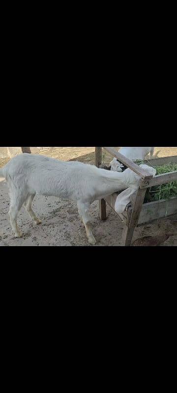 Rajanpuri Bakra Qurbani k liey 2