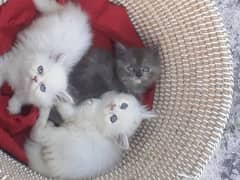 Persian kitten for urgent sale my WhatsApp number 03706577151