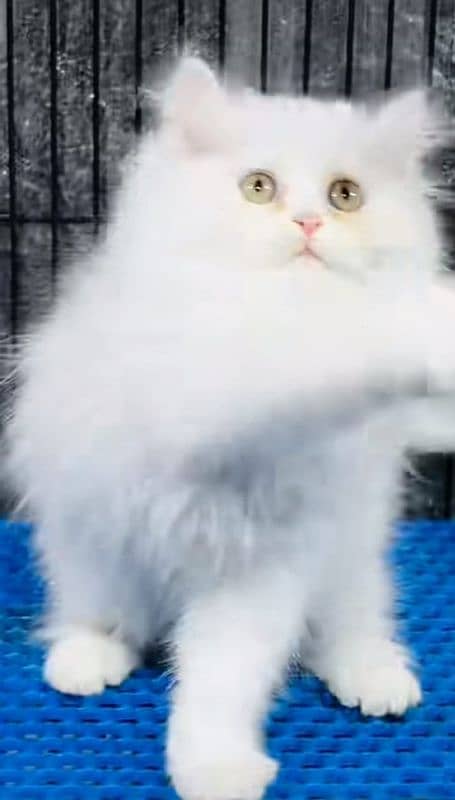 Persian triple coated punch face kittens03463649736 WhatsApp 0