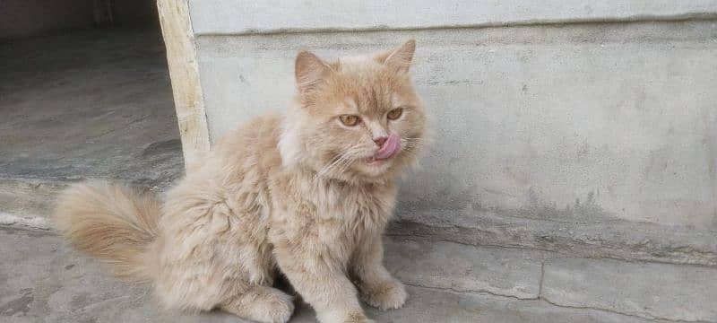 Persian triple coated punch face kittens03463649736 WhatsApp 1