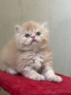 Pursian
