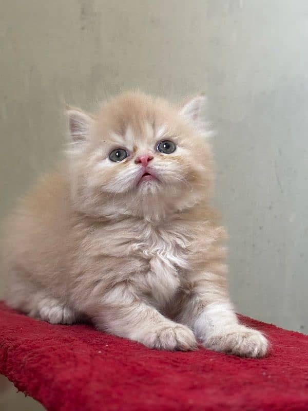 Pursian kitten 0
