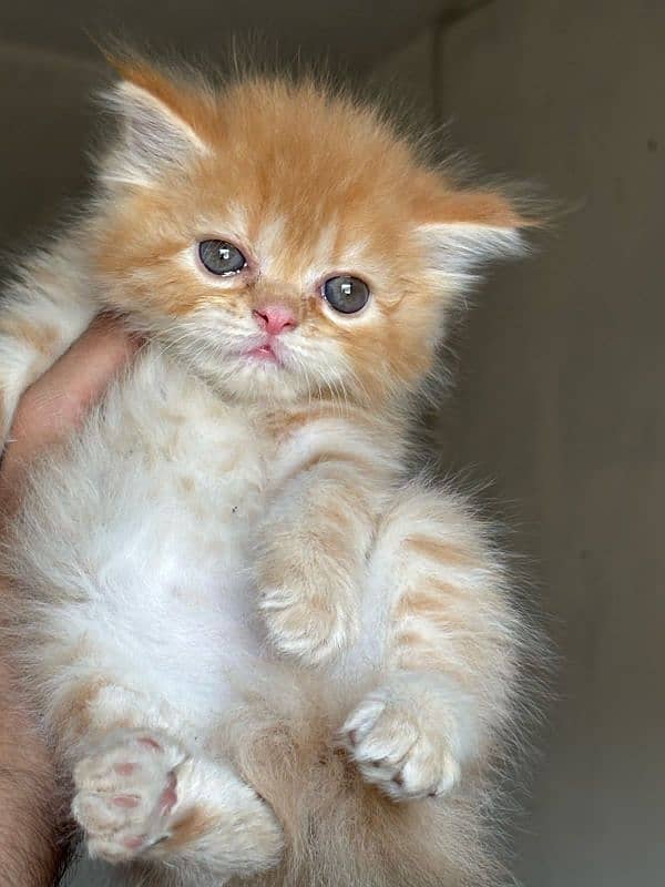 Pursian kitten 1