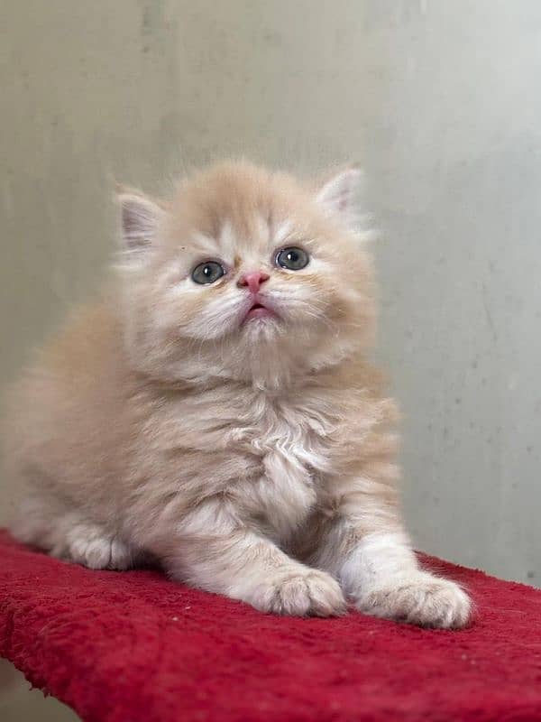 Pursian kitten 10