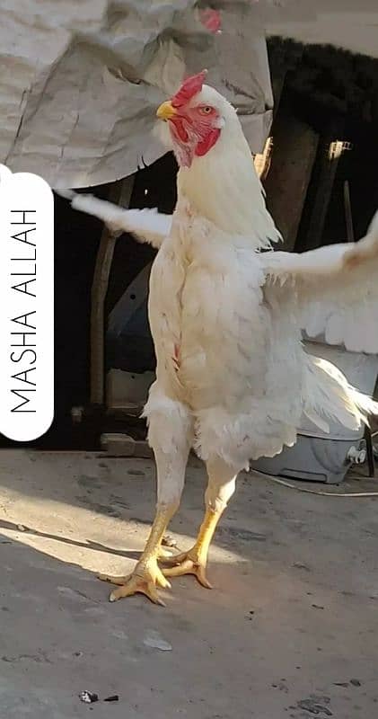Aseel white Heera qandari 0