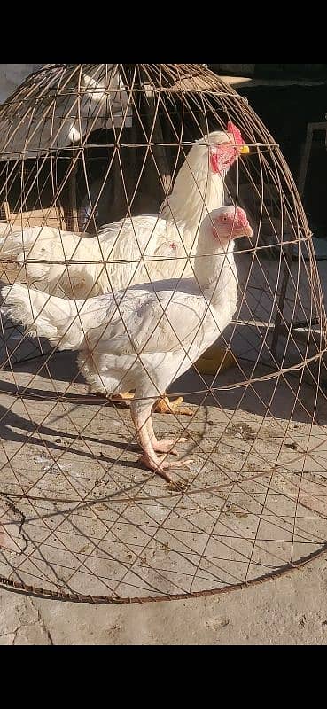 Aseel white Heera qandari 3
