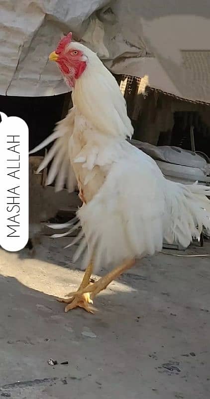 Aseel white Heera qandari 4