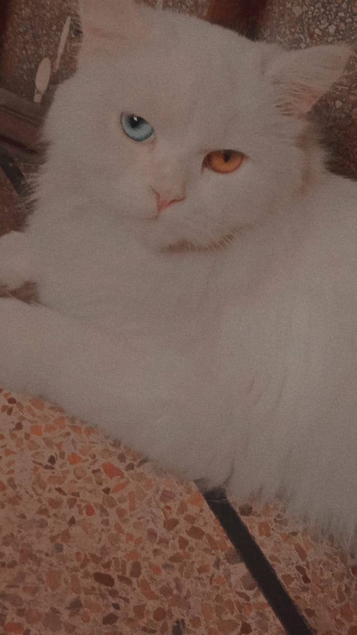 persian cat 0
