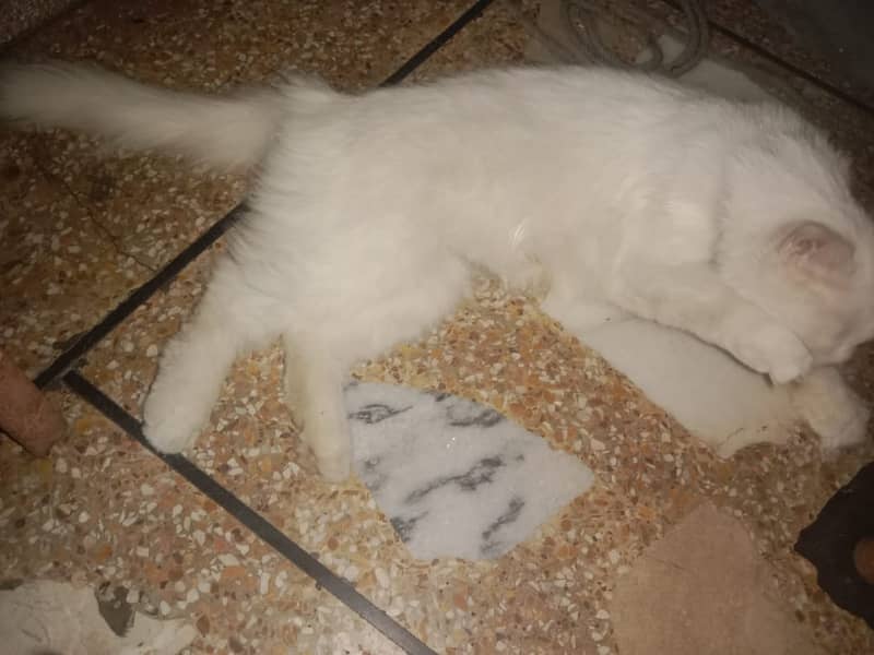 persian cat 2