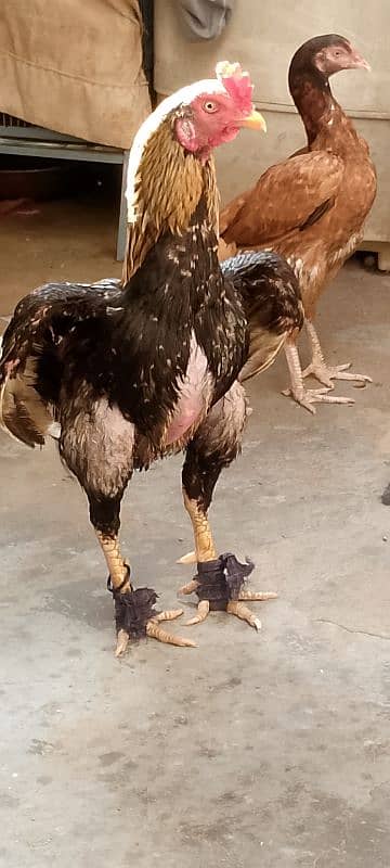 Sindhi aseel for sale 2