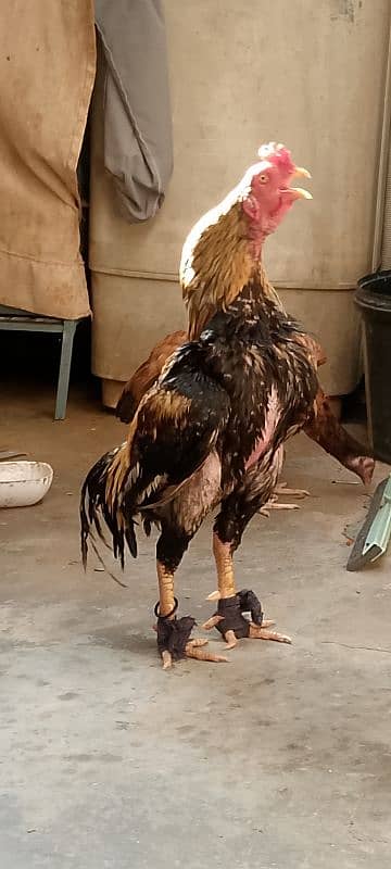 Sindhi aseel for sale 6