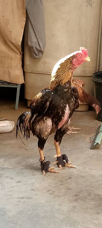 Sindhi aseel for sale 7