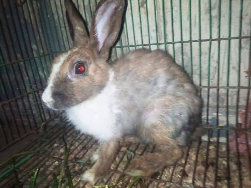 Breeder Rabbit male female pair 1