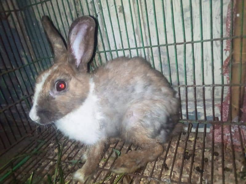 Breeder Rabbit male female pair 3