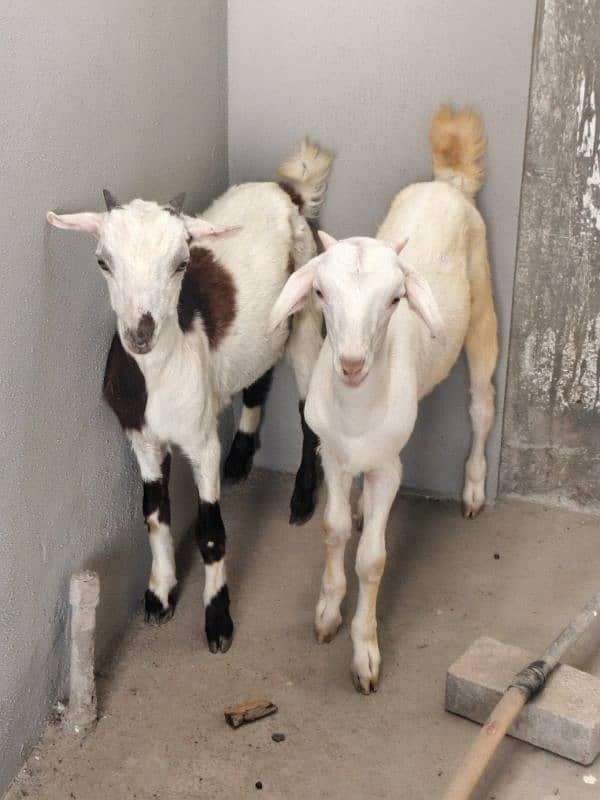 teddi Bakra Bakri pure teddy 1