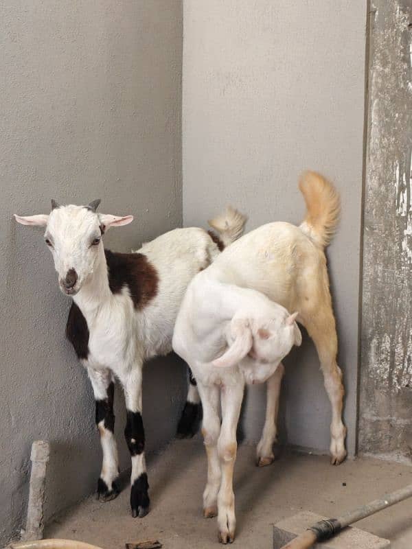 teddi Bakra Bakri pure teddy 2