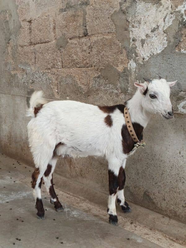 teddi Bakra Bakri pure teddy 3