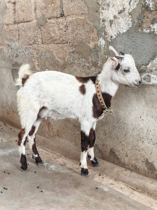 teddi Bakra Bakri pure teddy 4